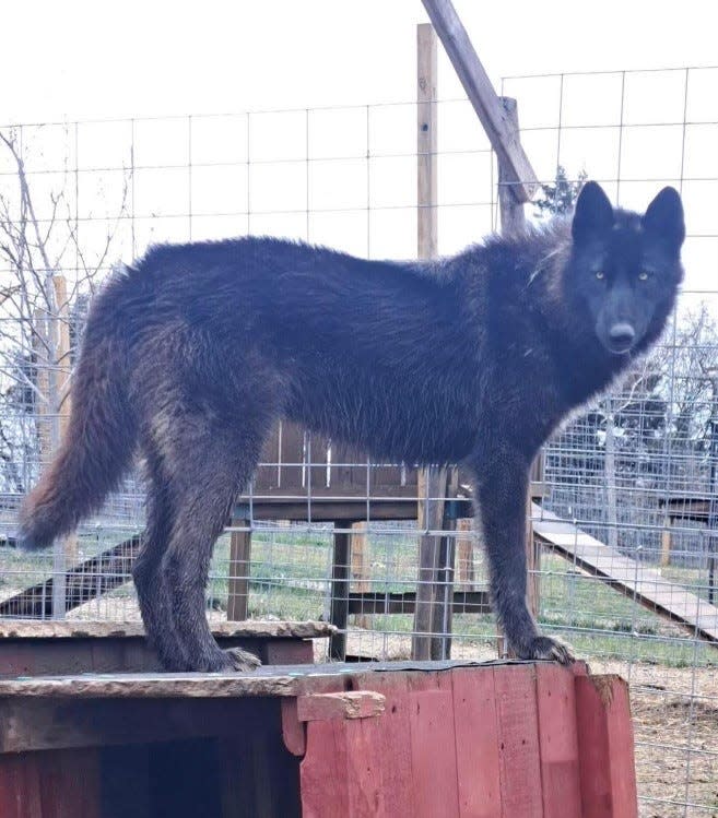 Wolf dog Wiley, rescued from Rhode Island, now weighs about 95 pounds and is "a rascal," according to Susan Vogt, co-founder and president of the Red Riding Hood Rescue Project in Ohio.