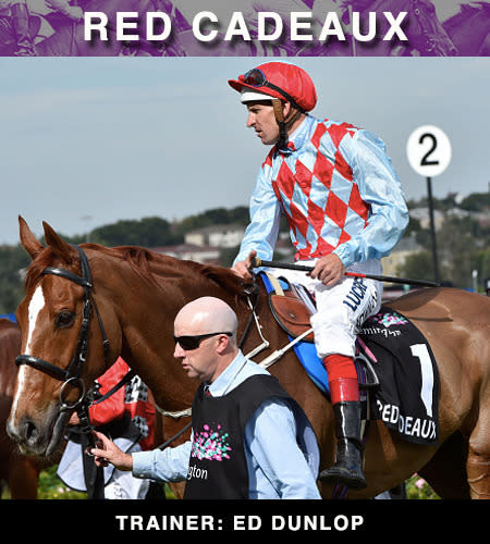 The 10-year-old Red Cadeaux will be contesting his fifth straight Melbourne Cup.