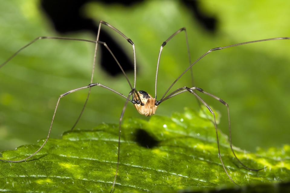 Harvestman spider, better known as a daddy long-legs.
