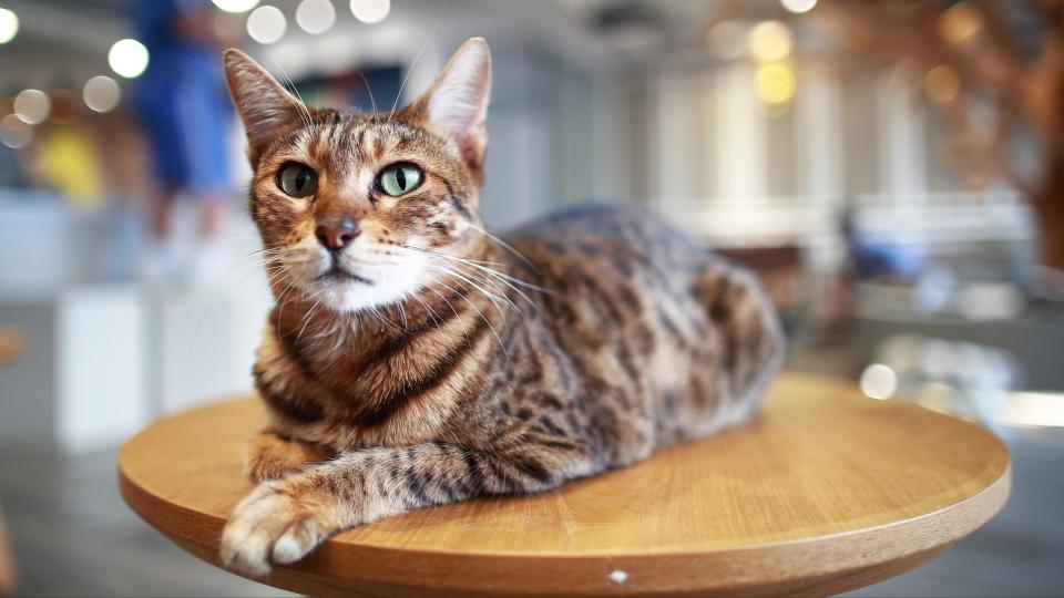 Occicat sitting on a desk