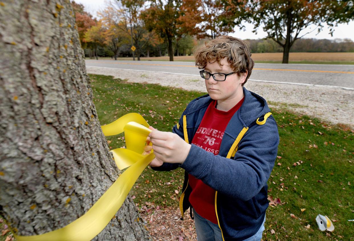 University of Illinois Springfield freshman Margwen Lamb ties a yellow ribbon around a tree along University Drive Friday, Nov. 3, 2023. Lamb and other UIS students were placing hundreds of yellow ribbons on campus trees to honor service members before Veterans Day.