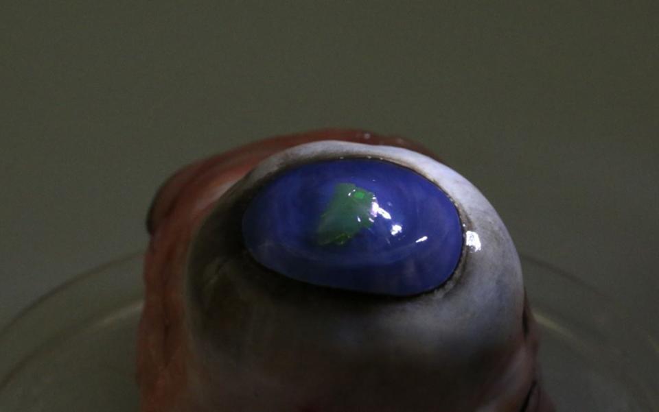 A new laser membrane is flexible enough to attach to a contact lens and be placed on a cow's eye. <cite>University of St. Andrews, United Kingdom</cite>