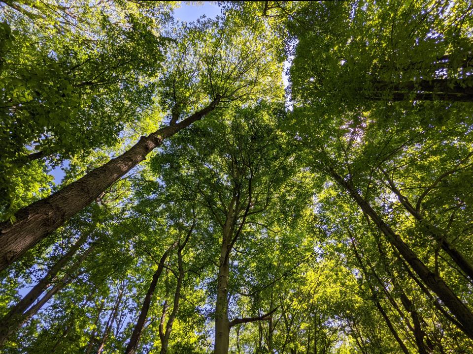 One of the three properties that Davey Resource Group is preserving in Portage County for which it has received carbon credits.