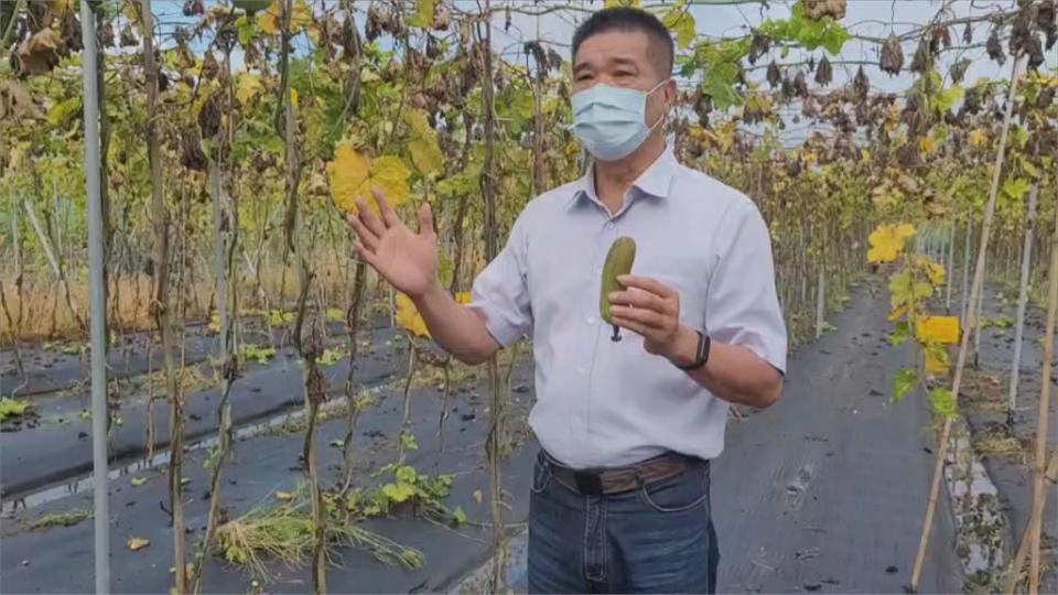 豪雨成災「西瓜.絲瓜田泡水」　台南瓜農損失逾200萬