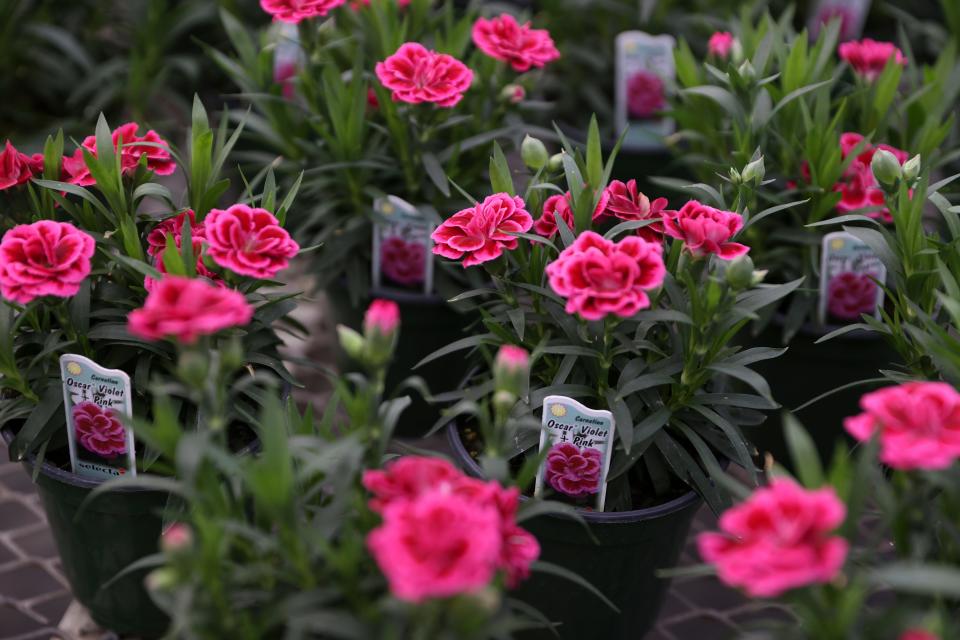 Pink carnations are one of the many different potted plants Fessler Nursery grows.