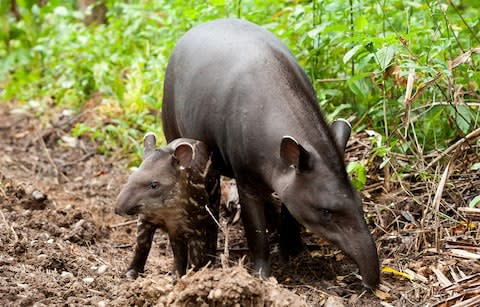 South American tapirs - Credit: Getty