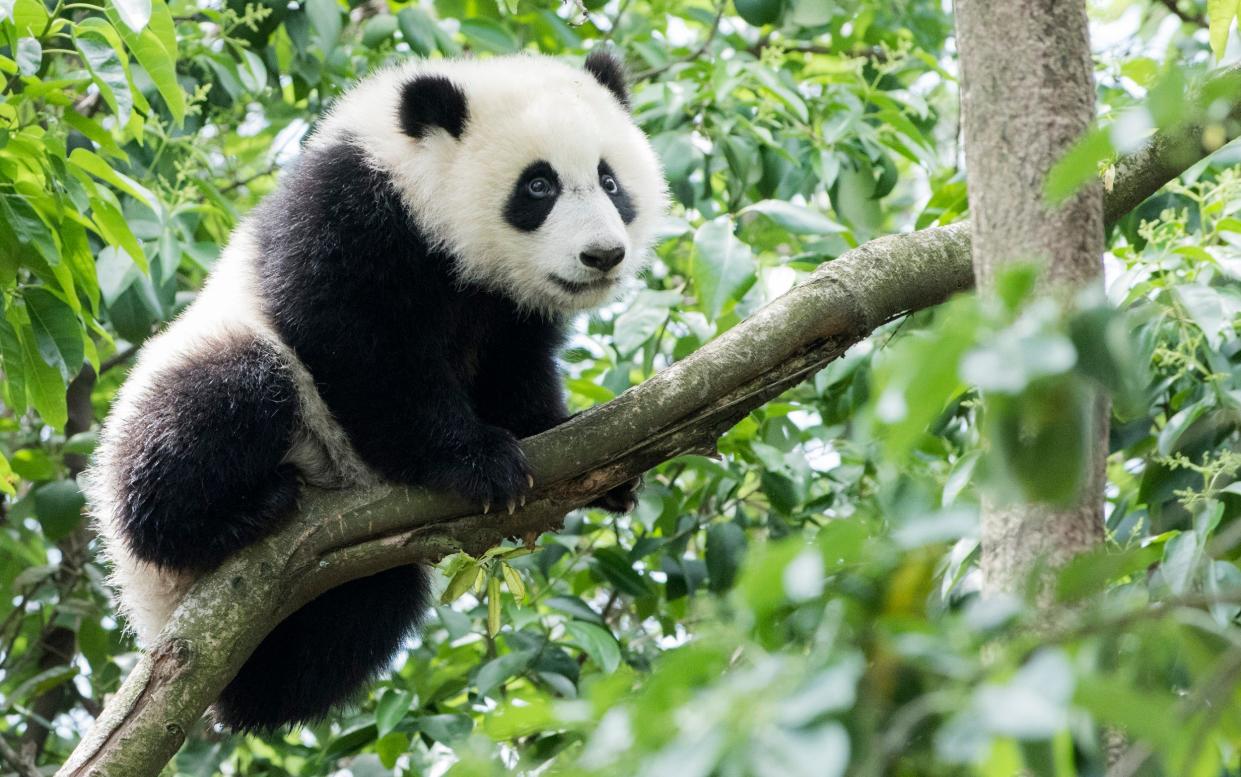 A giant panda climbs a branch -  Tony Shi Photography/Getty Images