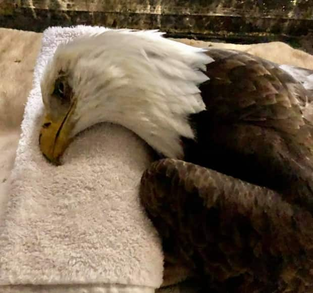 One of the eagles was badly poisoned to the point that it could barely lift it's head up, Megan Lawrence said. 