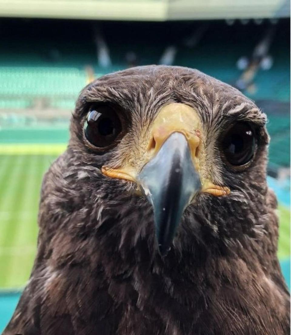 PHOTO: Rufus the hawk sits on Centre Court at Wimbledon. (Instagram / @rufusthehawk)