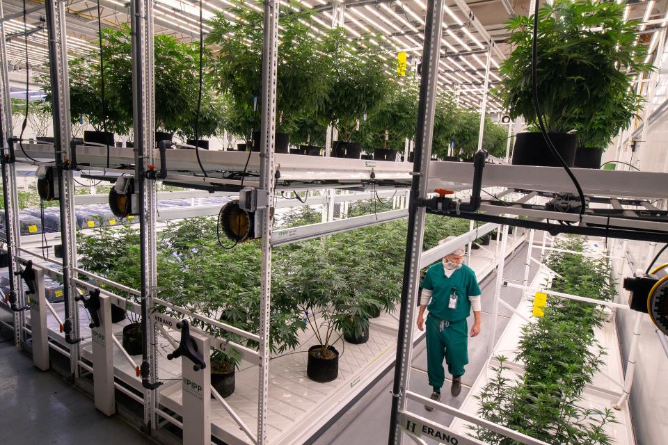 Oscar Cabeza, cultivation director, leads a tour of the "Mothers and Clones" room at the Verano cannabis cultivation center in Readington.