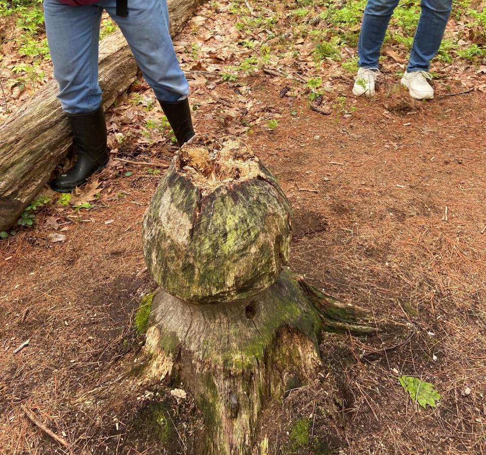 Hikers found evidence of the work of beavers during a Great Works Regional Land Trust hike in Berwick, Maine.