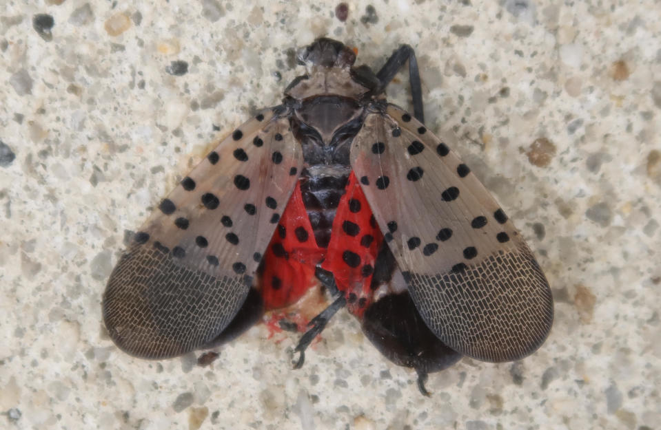 A crushed spotted lanternfly sits on a sidewalk on September 4, 2022, in Jersey City, New Jersey. / Credit: Gary Hershorn/Getty Images