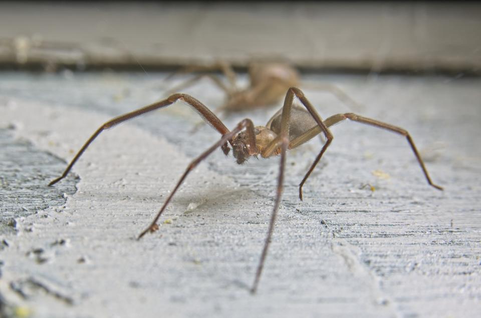 Die braune Einsiedlerspinne gehört zu den giftigsten Spinnen in Nordamerika. (Bild: Getty Images)