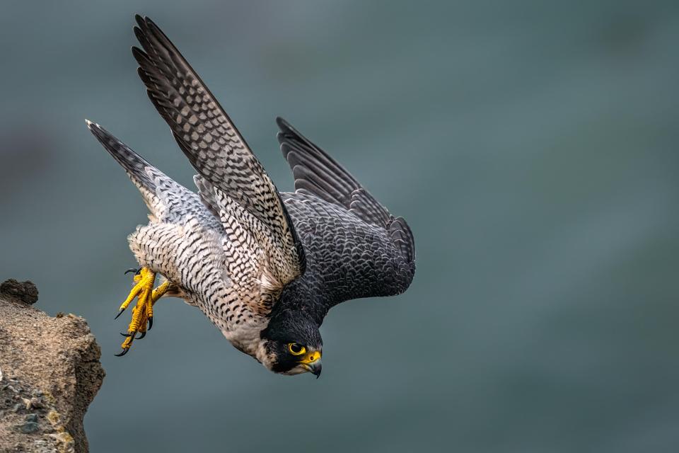 Close-up of a gray, black, and white peregrine falcon with bright yellow feet, on its beak, and around its eyes taking off from a cliff edge