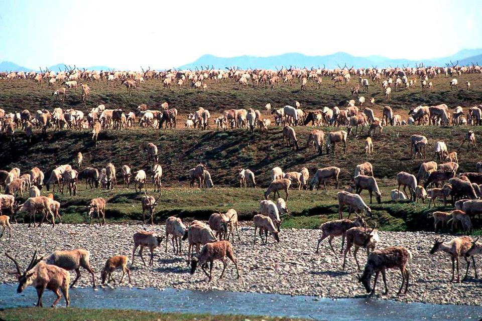 <p>The Porcupine Caribou Herd on the coastal plain of the Arctic National Wildlife Refuge, Alaska. The Trump Administration has paved the way for an oil and lease sale there on Jan. 6, 2021</p>AP
