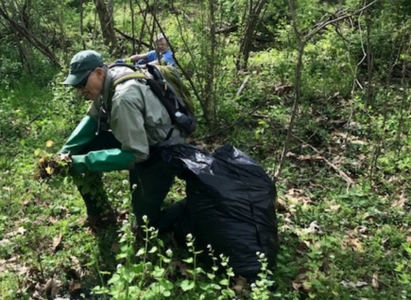 Volunteers pull up garlic mustard, an invasive plant.