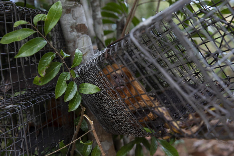 A golden lion tamarin sits in a cage after it was captured in order to be vaccinated against yellow fever, in the Atlantic Forest region of Silva Jardim, Rio de Janeiro state, Tuesday, July 12, 2022. The pioneering inoculation campaign started last year. The first such effort in Brazil, and one of the first worldwide. (AP Photo/Bruna Prado)