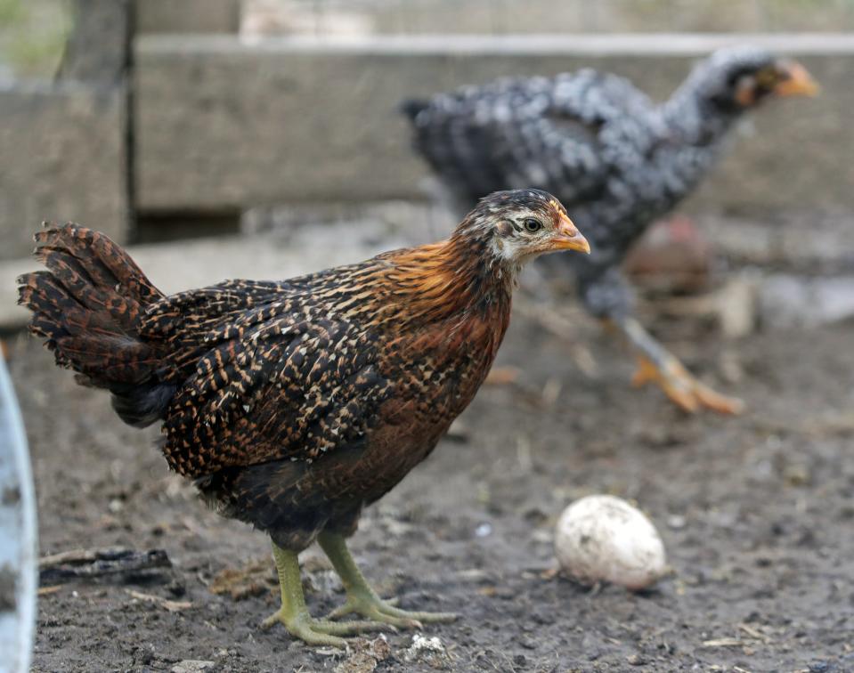 Small chickens race around Emily Mueller's pen in New Franklin.