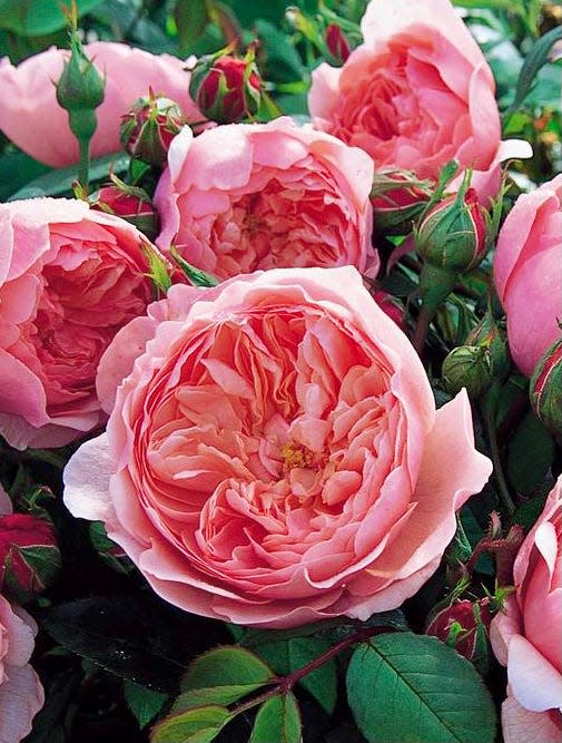 David Austin's roses have the look and charm of old English roses and he was able to get the repeat bloom of the hybrid tea rose which is a quality people want in a rose.