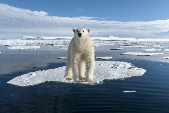 Polar bear on an ice floe, Svalbard Archipelago, Arctic Norway.