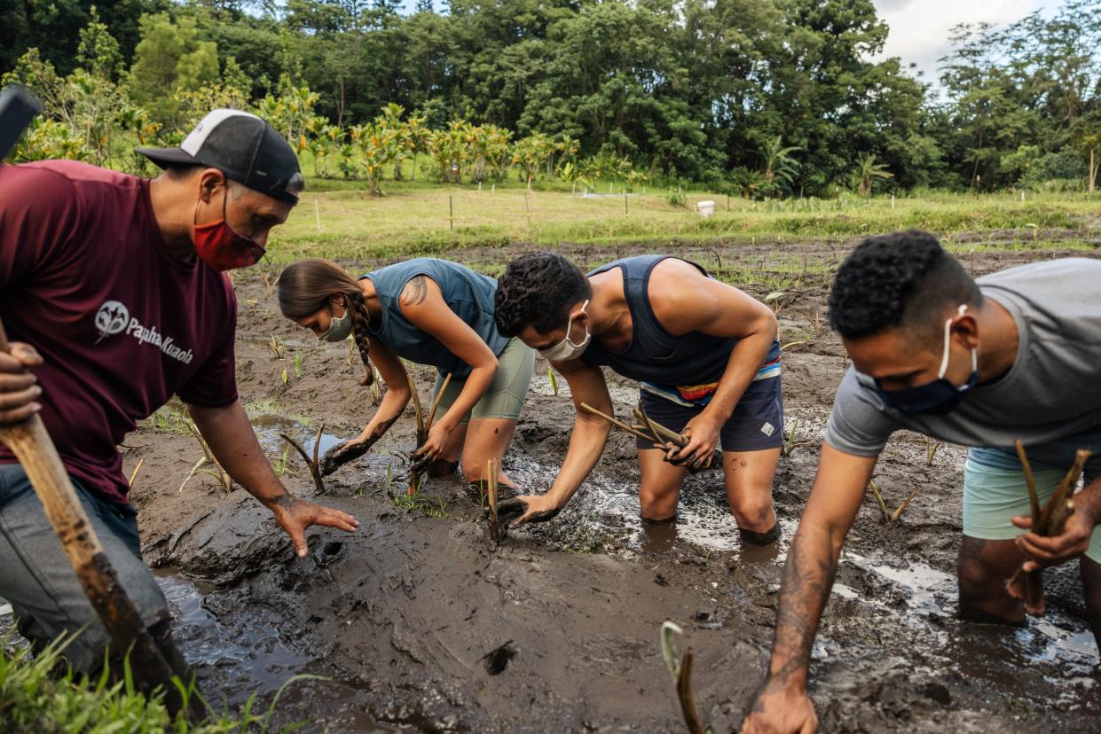 Rick Barboza of Papahana Kuaola guides volunteers with masks planting kalo (taro).