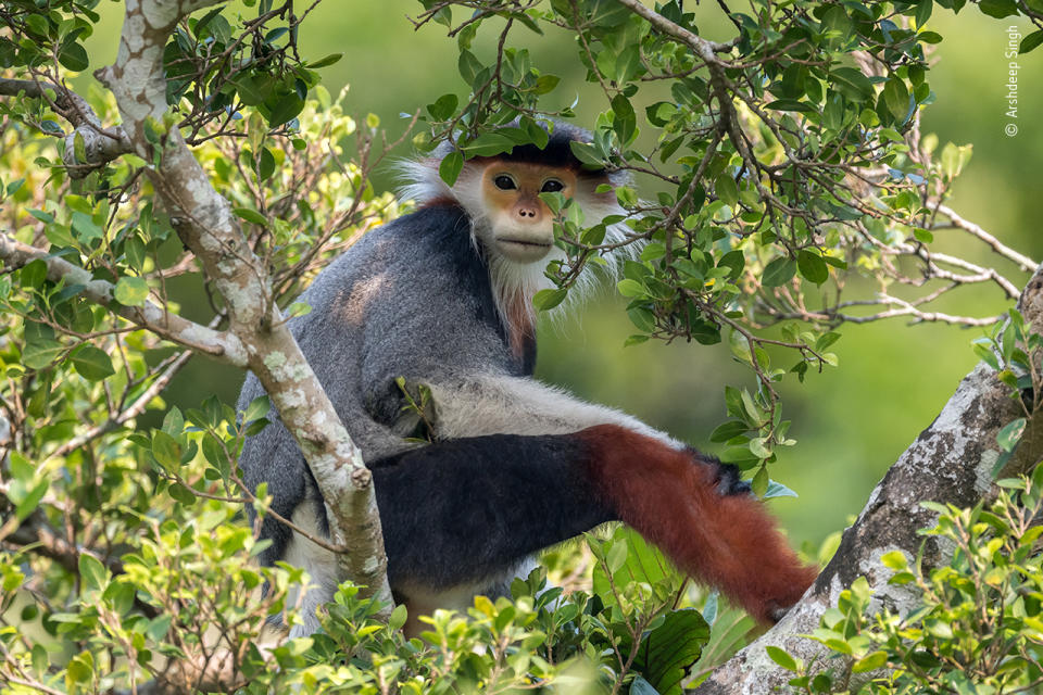 Treetop douc by Arshdeep Singh, IndiaHighly Commended 2020, 11-14 Years Old