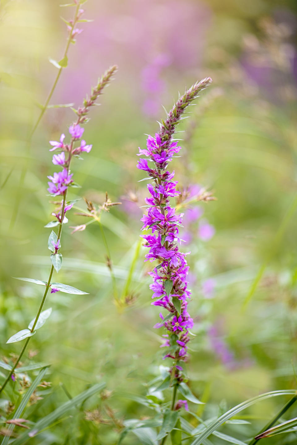 A close up of a small purple cone-shaped flower