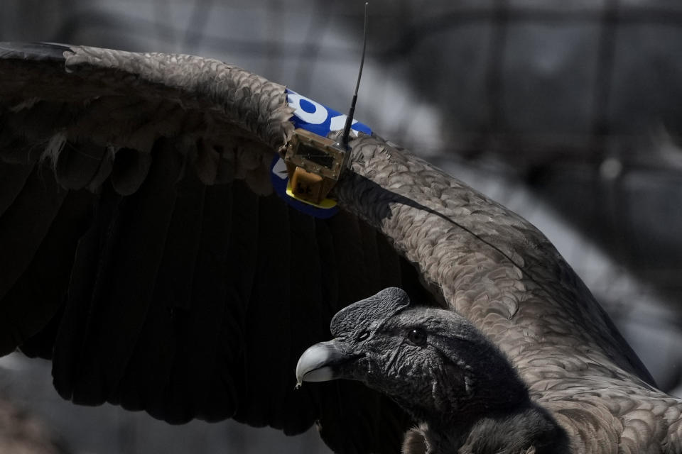 Andean condor Yastay, which means "God that is protector of the birds" in the Quechua Indigenous language, wears a GPS transmitter on his wing as he spreads it outside his cage moments before his release from the Andean Condor Conservation Program where he was born in captivity in the Sierra Paileman in the Rio Negro province of Argentina, Friday, Oct. 14, 2022. For 30 years the Andean Condor Conservation Program has hatched chicks in captivity, rehabilitated others and freed them across South America. (AP Photo/Natacha Pisarenko)