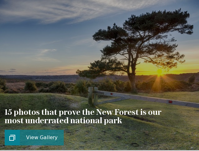 15 photos that prove the New Forest is our most underrated national park