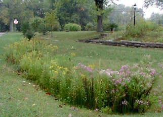 This version of a rain garden enjoys a moist ditch east of Bloomington, Indiana. Photo courtesy of Todd Stevenson