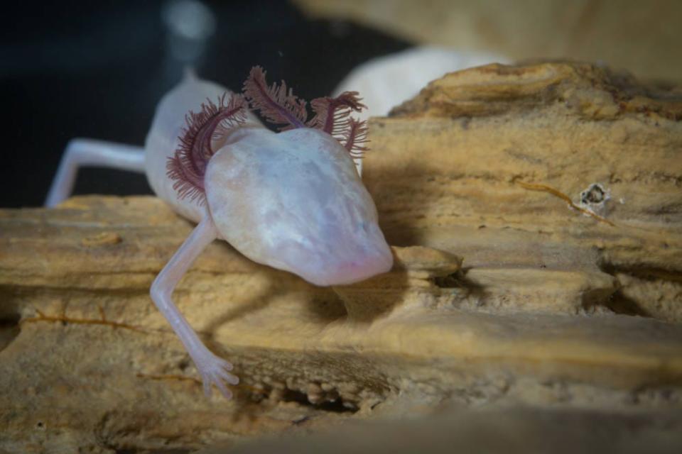 The Texas blind salamander was deemed endangered by federal scientists back in 1967, years before the legislation even existed, and has remained on it since.