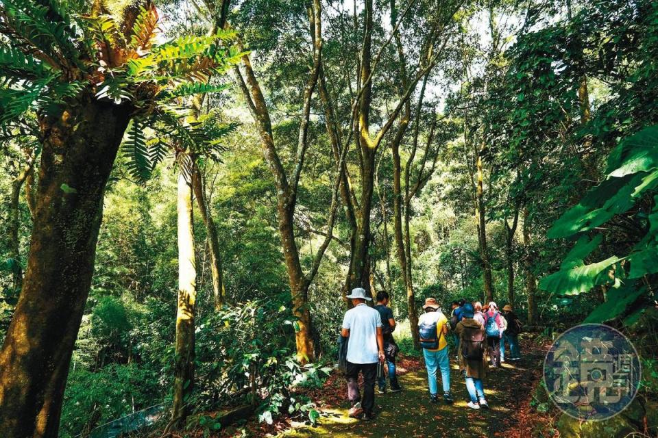「最高分咖啡莊園」創造多樹種的生態環境種植咖啡。