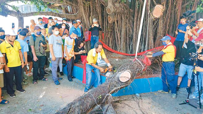 台南市西港慶安宮16日砍老榕樹用作王船龍骨，過程被認定為民俗文化，全程有300人圍觀。（程炳璋攝）