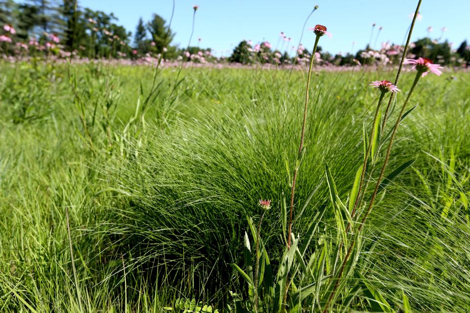 Prairie dropseed grass grows in prairie land at Jean and Tom Weedman's home in the Town of Eagle.  Their home will be part of the the Wild Ones Kettle Moraine Chapter's Native Garden Tour.