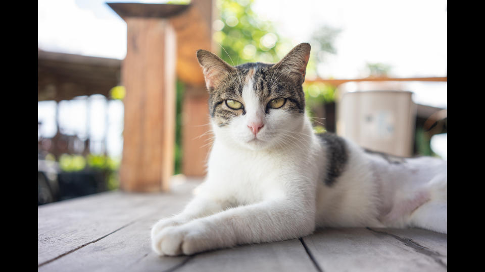 cat sitting on porch
