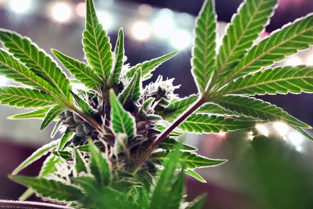 A mature marijuana plant begins to bloom under artificial lights at Loving Kindness Farms in Gardena, California, May 20, 2019. (Photo: Richard Vogel via Associated Press)