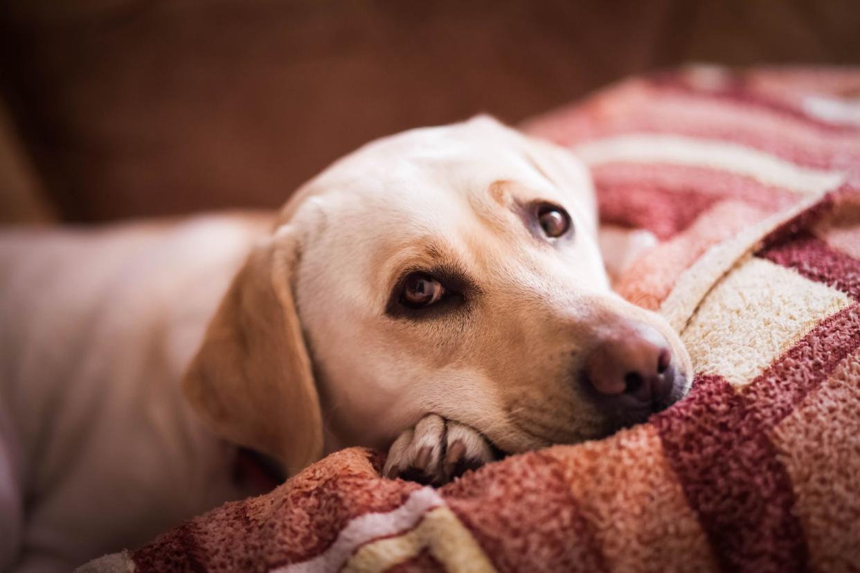 Sad labrador portrait