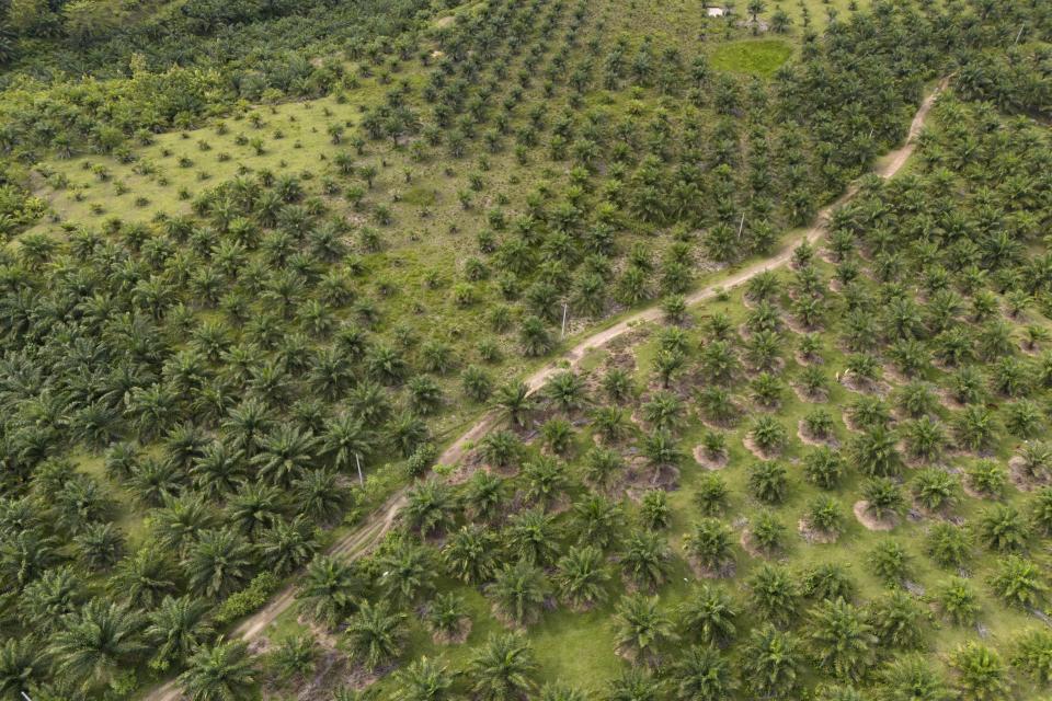 FILE - A palm oil plantation is visible in Polewali Mandar, South Sulawesi, Indonesia, April 23, 2024. Vast swathes of Indonesia’s old-growth forests are left undeveloped for years after they’re felled and when the land is finally put to use, it’s most often for new palm oil plantations, according to a new study. (AP Photo/Yusuf Wahil, File)