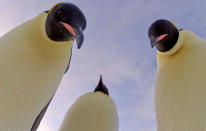 <b>Penguins: Spy in The Huddle (Mon, 9pm, BBC1)</b><br>Aw, now who doesn’t love an Emperor Penguin? Other, perhaps, than the Antarctic silverfish which make up their staple diet. Anyhow, this three-part documentary has the genius idea of hiding cameras inside life-size animatronic penguins, allowing us to get far closer to the action than a human cameraman could. Brilliant. It leads to some super footage of penguins huddling around their chicks, and a great moment where a female lays her egg, catching it on her feet for safekeeping while her mate looks on with a mixture of pride and concern. David Tennant is a charming narrator as we learn about the Emperors in the Antarctic this week, and then Rockhopper penguins on the Falkland Islands and Humboldt penguins in the Atacama Desert of Peru. Some hilarious bits as the birds try to figure out what’s unusual about their new, motionless lookalike, too.