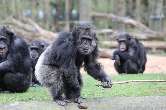 Escaped zoo chimpanzee shot and killed in Majorca