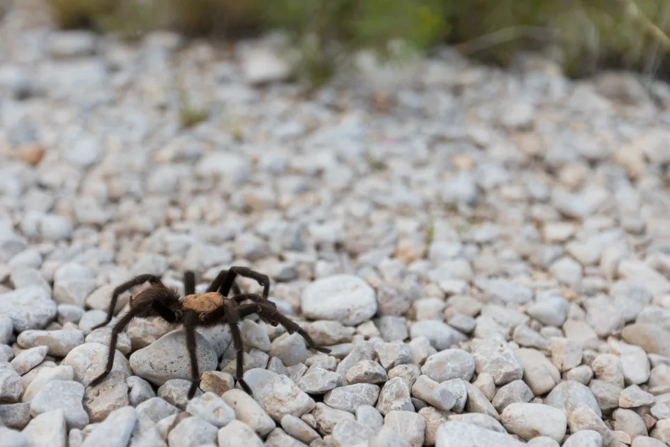 A tarantula crosses the path at McKittrick Canyon on Sept. 18, 2022.