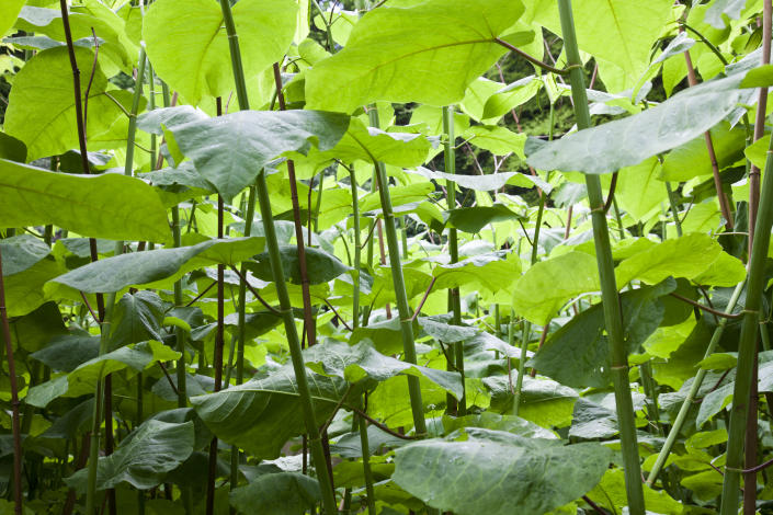 Japanese Knotweed has been compared to bamboo for the speed it grows at and it&#39;s thick branches. (Getty)