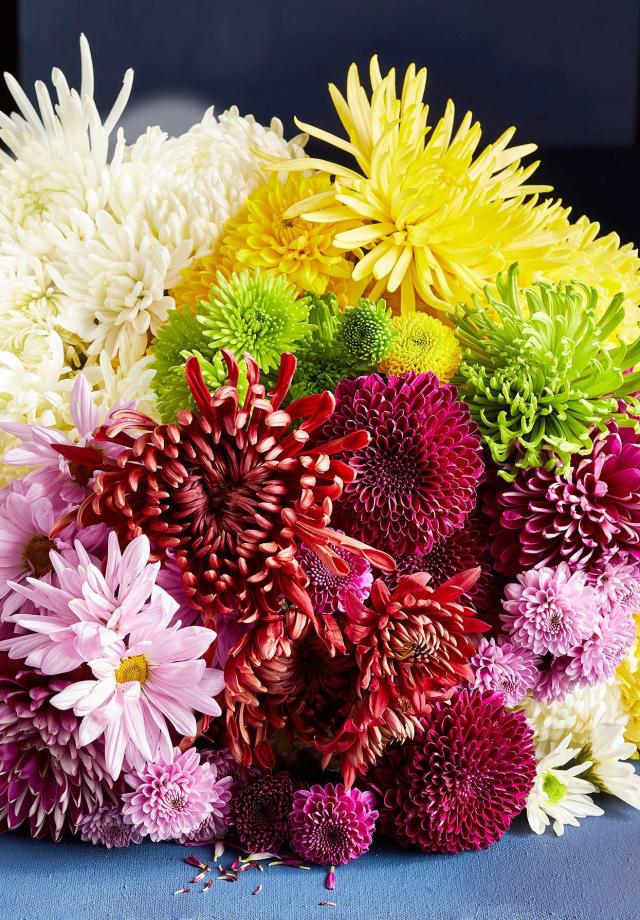 Chrysanthemum Flower Growing: How To Plant, Care, Plant Types of Mums