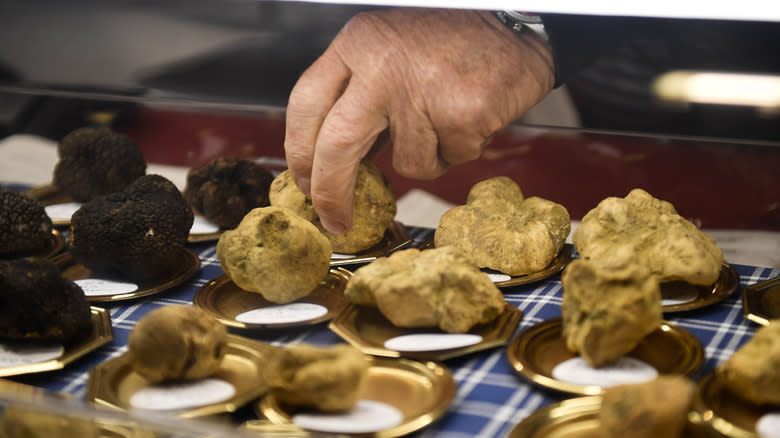 white truffles variety