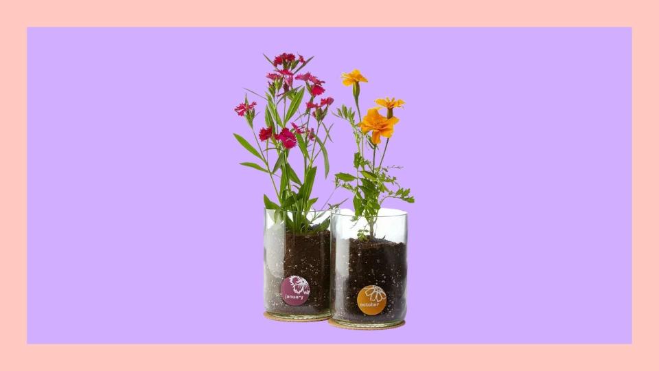 Best gifts for plant moms: Birth Month Flower Grow Kit.