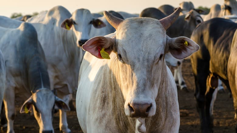 White bulls in field