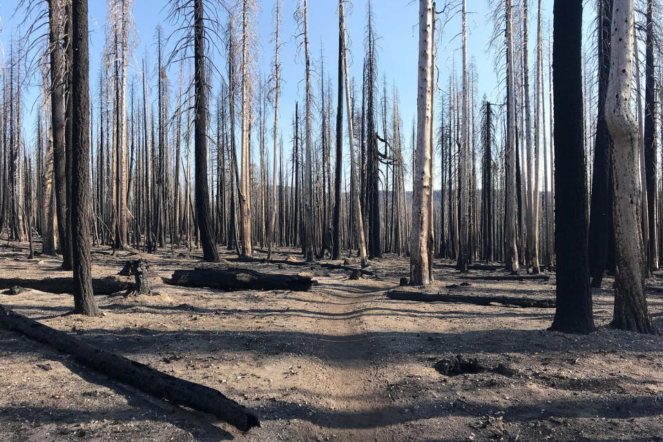 Karen Altergott passed through this burn zone in Lassen Volcano National Park while hiking the Pacific Crest Trail in 2022. (Courtesy of Karen Altergott)