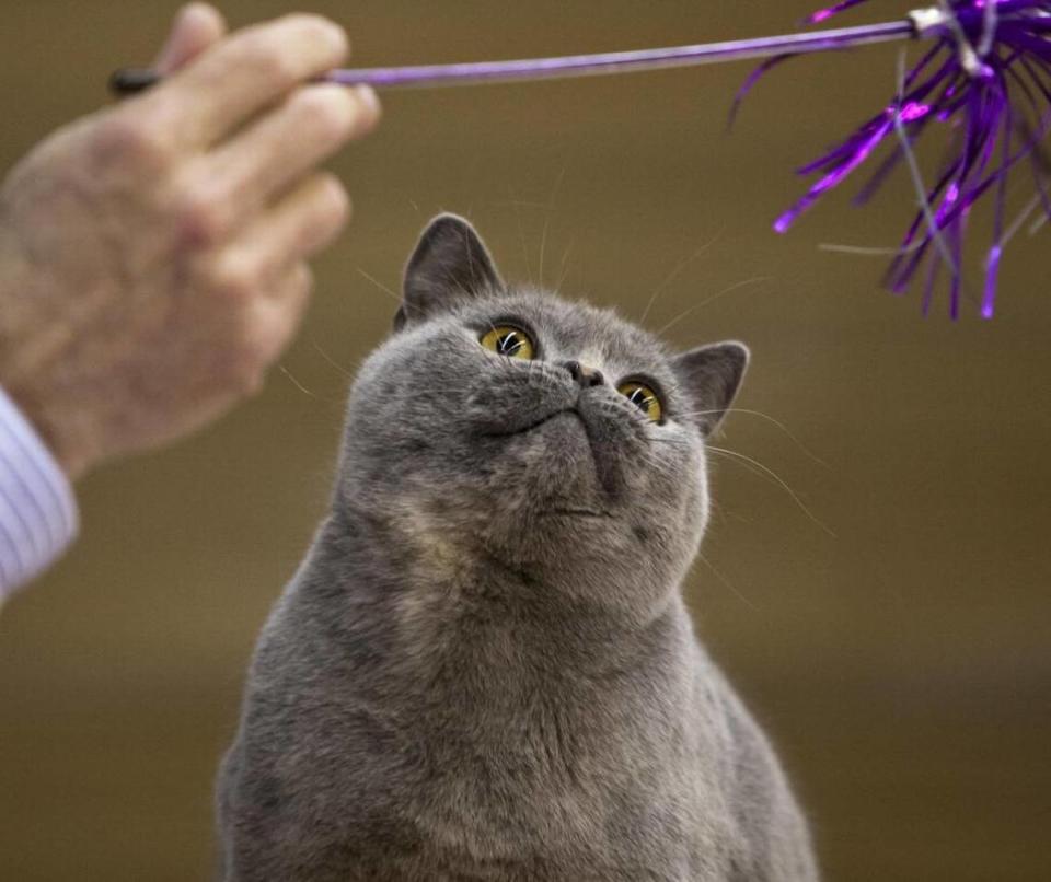 See the cutest cats in the region at the annual Idaho Cat Fanciers’ Show at Expo Idaho, Saturday, March 18, and Sunday, March 19.