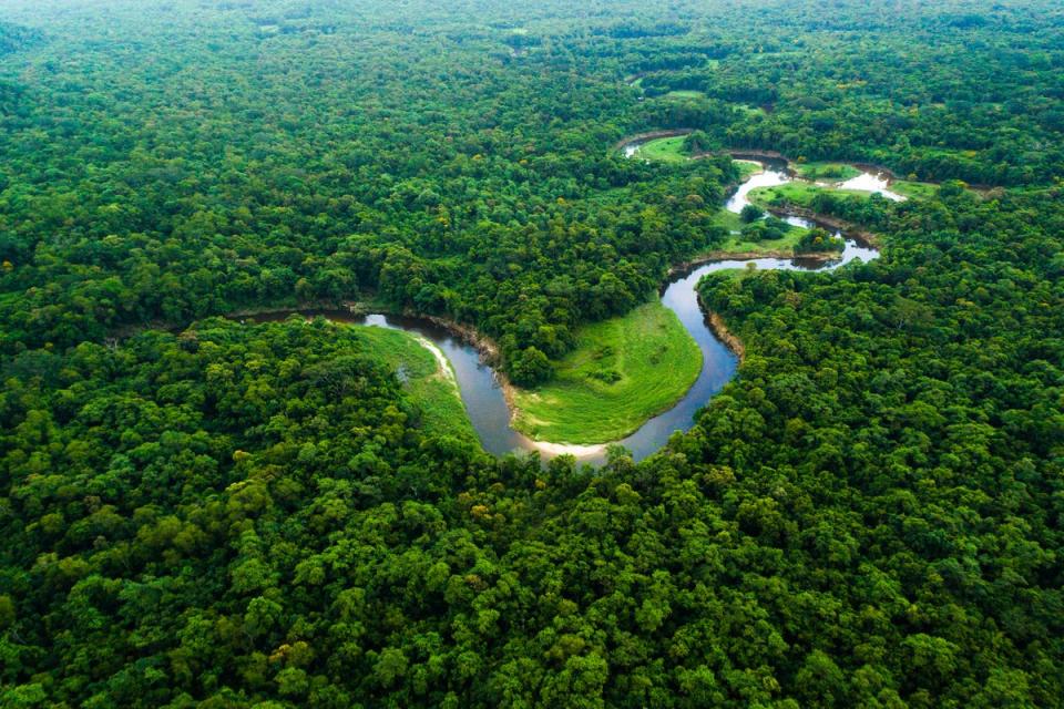 Brazil’s Atlantic Forest (Getty Images/iStockphoto)