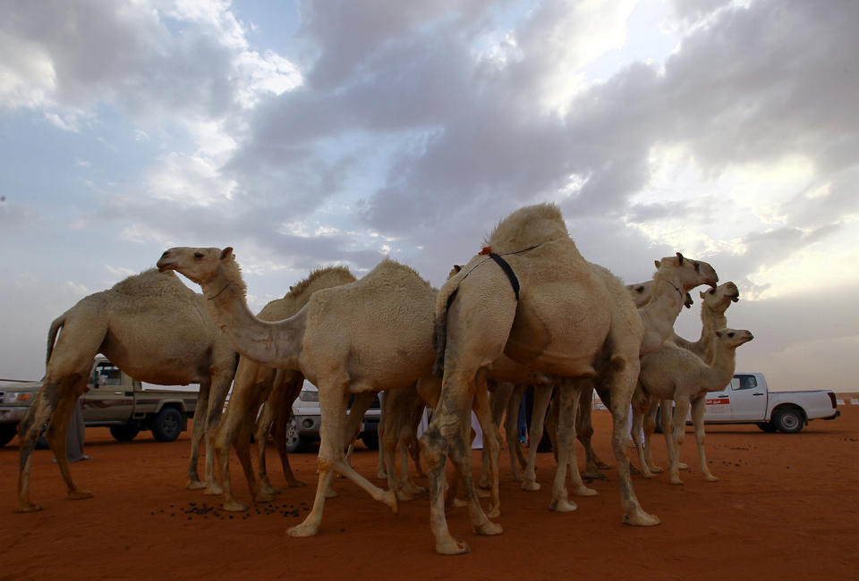 Camels in the King Abdulaziz Camel Festival